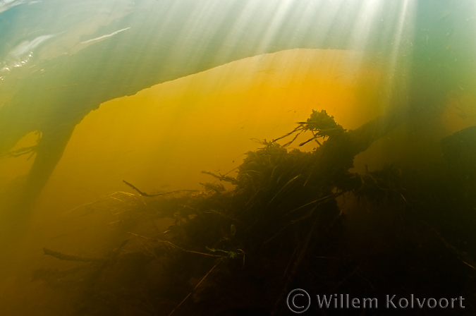 De Onderwaterfotografie Van Willem Kolvoort Foto S Nederland