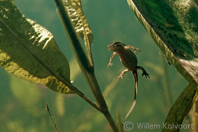 Kleine watersalamander (Triturus vulgaris)..