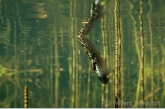 Kleine watersalamander (Triturus vulgaris).