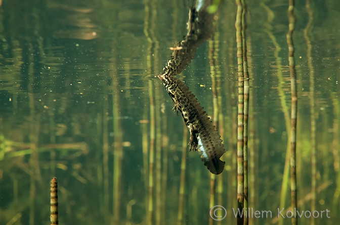 Kleine watersalamander (Triturus vulgaris).