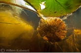 Waterleliebladeren tussen de algen in de Nieuwkoopse plassen.
