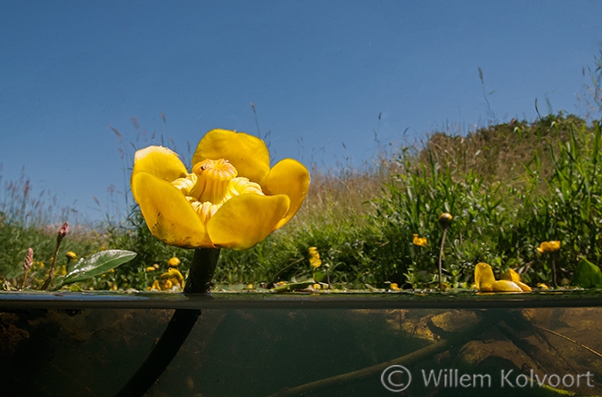 Gele plomp (Nuphar lutea) in het Gasterensche diep.