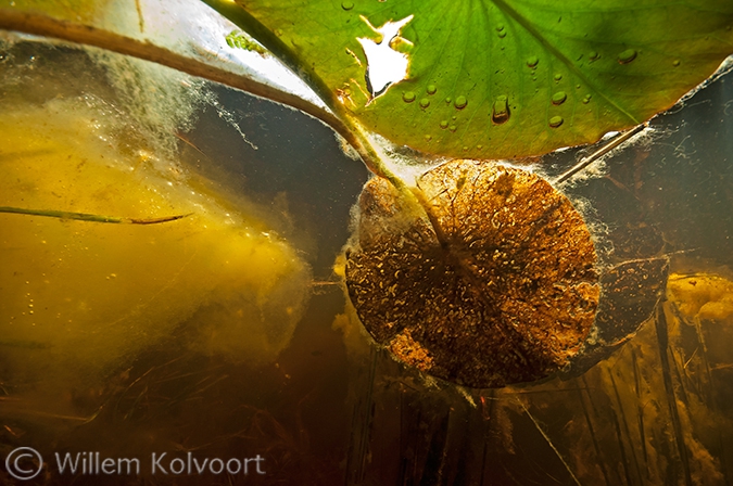 Waterleliebladeren tussen de algen in de Nieuwkoopse plassen.
