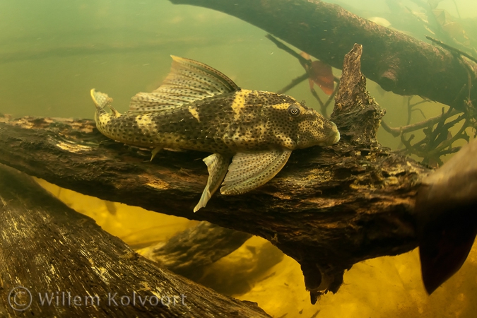 Catfish ( Hypostomus gymnorhynchus )