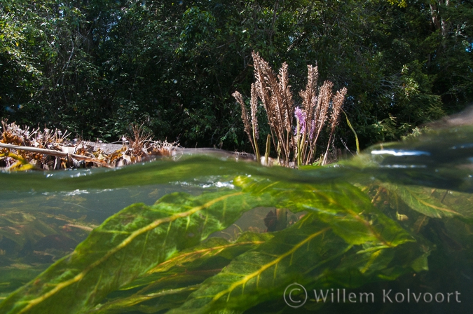 Waterlplants in the rapid