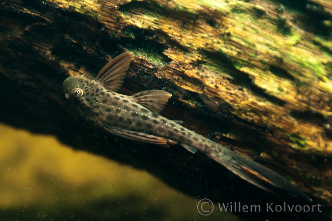 Catfish ( Hypostomas paucimaculatus )