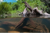 Tree stump in the  Tutu creek