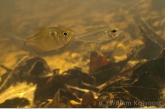 Fishes in the  Lokoti creek