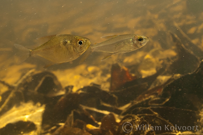 Fishes in the  Lokoti creek