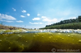 Drijvende algdeken in een veenplas