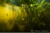 Onderwaterlandschap met gele plomp en fijn hoornblad.