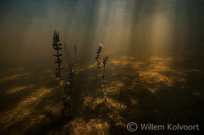 Onderwater in de Wieden.