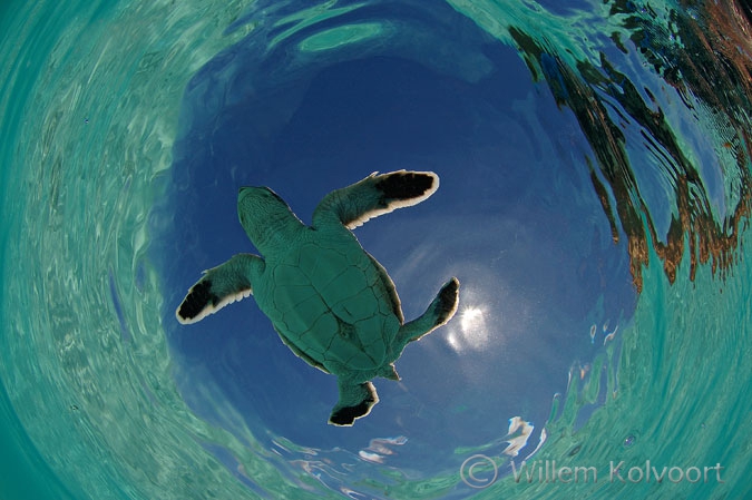 Pas uitgekomen jonge groene schildpad ( Chelonia mydas )