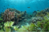 Ondiep koraalrif met zeegrasveld