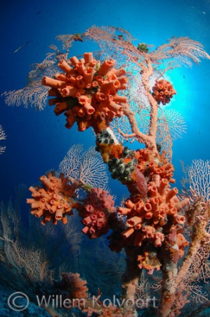 Tubastria coral on gorgonia