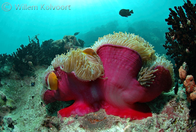 Anemone with fishes