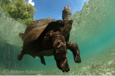 Aldabra giant tortoise ( Aldabrachelis gigantea )