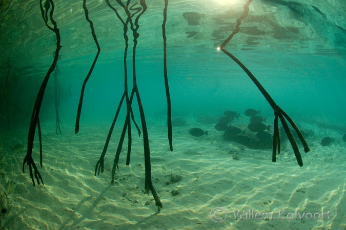 Doktersvissen en mangrovenwortels