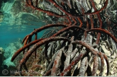 Wortels van de rode mangrove
