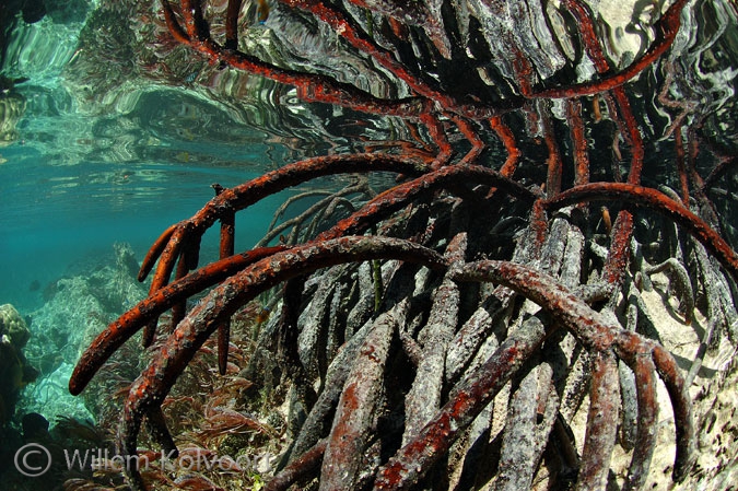 Wortels van de rode mangrove