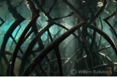 Wortels van de zwarte mangrove