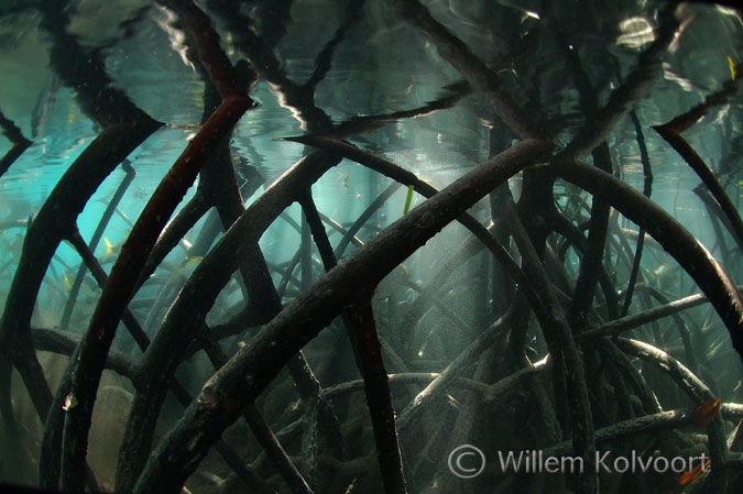 Roots of the black mangrove