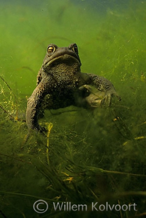 Common toad ( Bufo bufo )