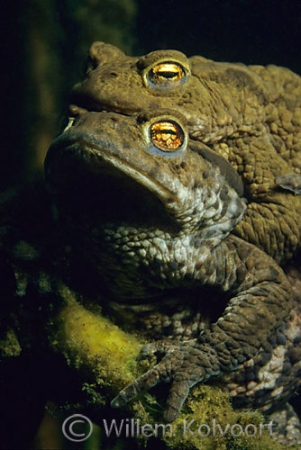 Common toads in mating time ( Bufo bufo )