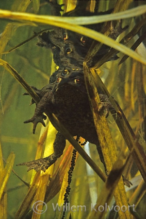 Common toads spawning ( Bufo bufo )