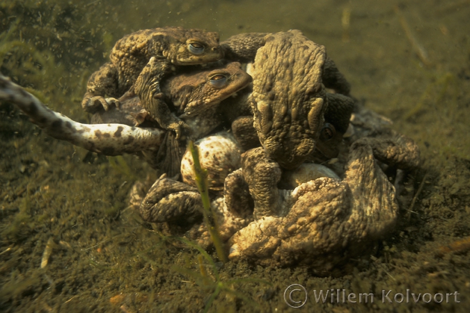Clew of mating common toads ( Bufo bufo )