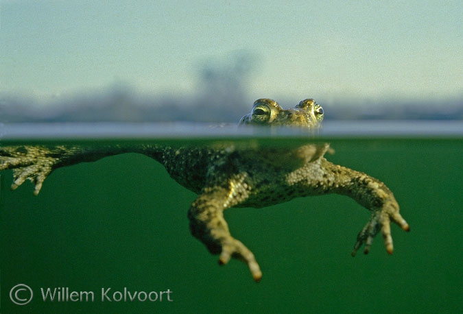 Natterjack toad on the watersurface ( Bufo calamita )