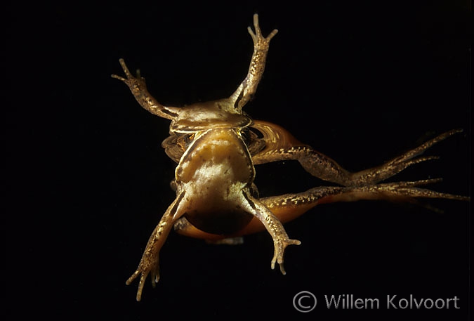 Common frog ( Rana temporaria )