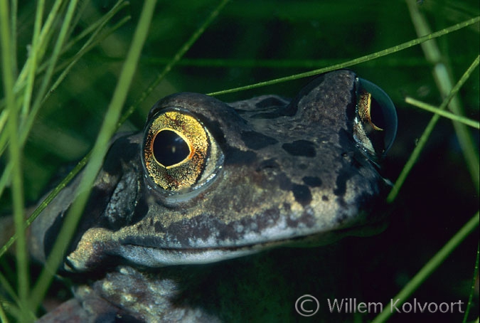 Common frog ( Rana temporaria )
