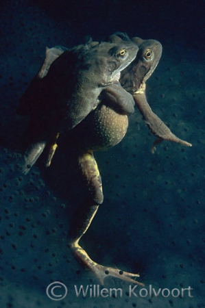 Mating common frogs ( Rana temporaria )