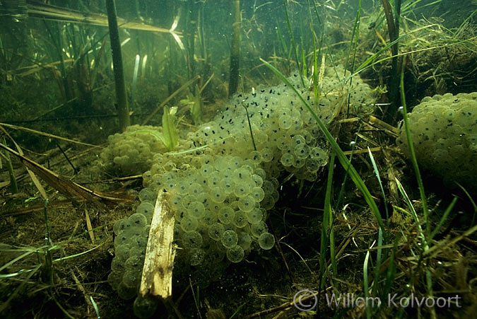 Eggs from the common frog ( Rana temporaria )