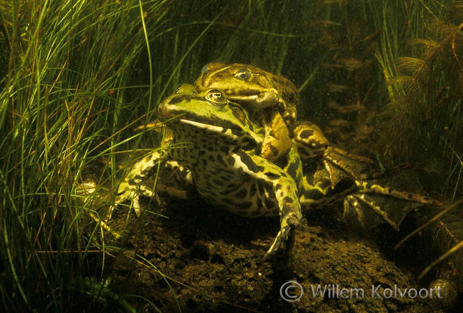 Edible frogs ( Rana esculenta )