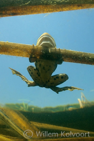 Pool frog ( Rana lessonae )
