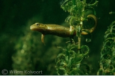 Kleine watersalamander ( Triturus vulgaris ) vrouwtje.