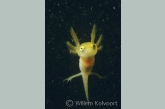 Kleine watersalamander ( Triturus vulgaris ) larve