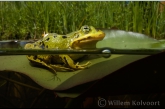 Edible frog ( Rana esculenta )