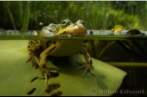 Edible frog ( Rana esculenta )
