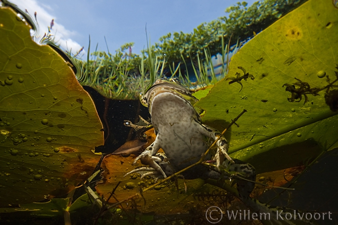 Green frog  ( Rana esculenta ) amidst the leaves of the white water-lily
