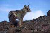 Patagonian Gray Fox ( Dusicyon griseus )