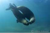 South American Sea Lion ( Otaria flavescens ) playing