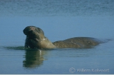 Southern Elephant Seal ( Mirounga leonina ) in a tide-pool