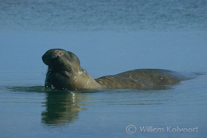 Southern Elephant Seal ( Mirounga leonina ) in a tide-pool