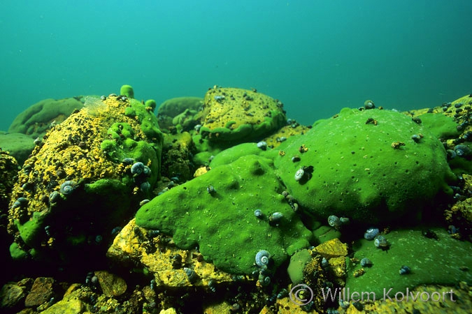 All kinds of snails on the sponges