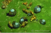 Snails and chrysalis of caddisflies on sponge