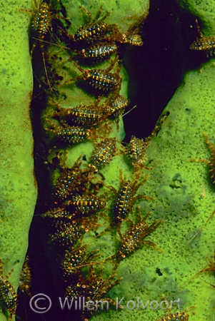 Little Baikal shrimps on a sponge