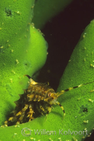 Baikal shrimp and copepods on a sponge